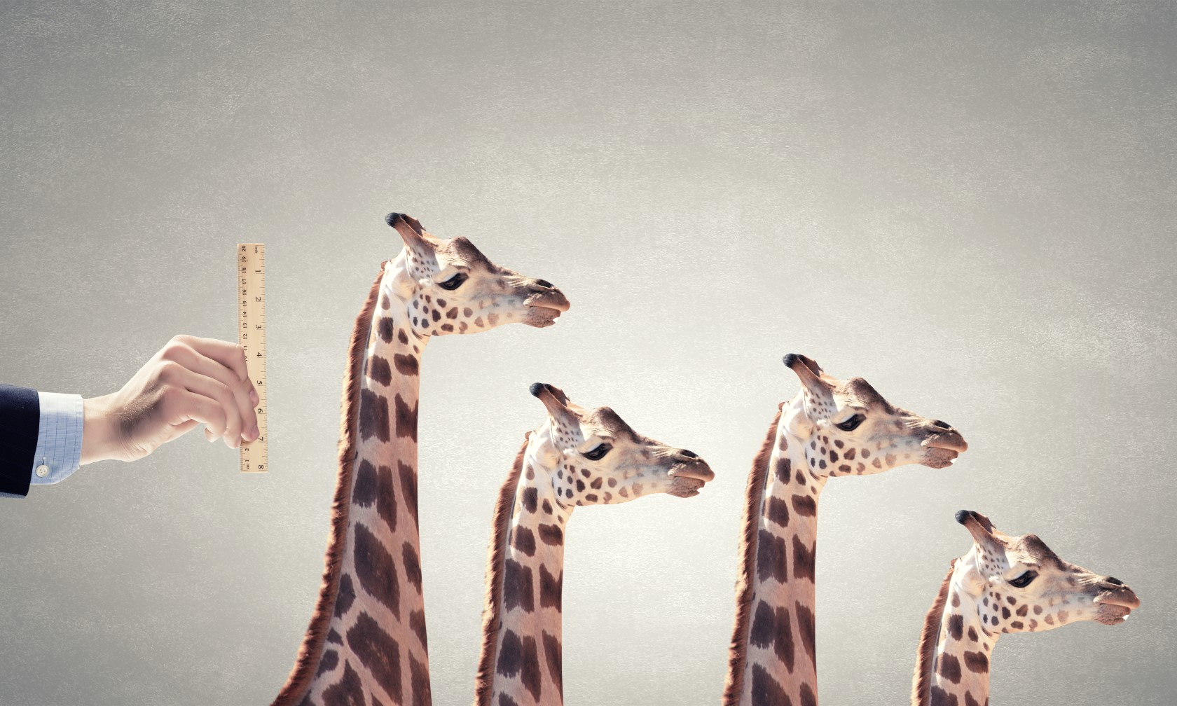 The heads of four giraffes of differing height appear in profile. A business person’s hand holds a ruler up next to them.